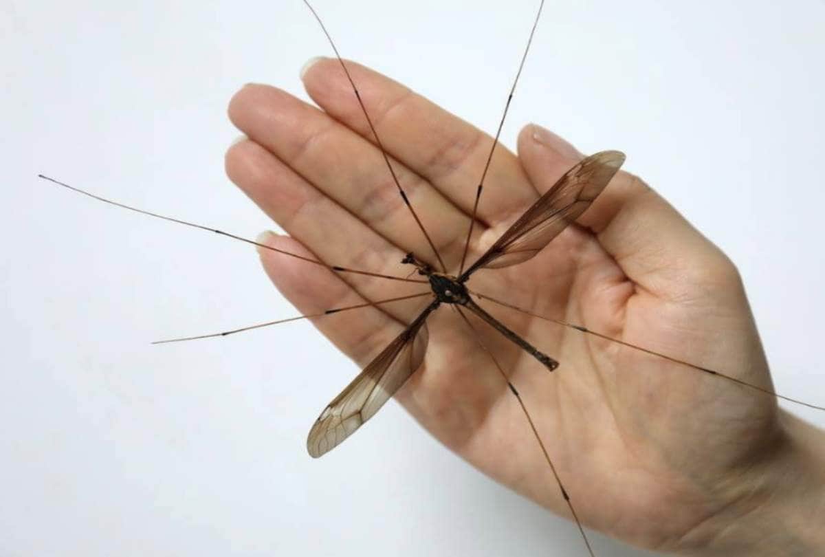 Know Why do mosquitoes make irritating buzzing noise