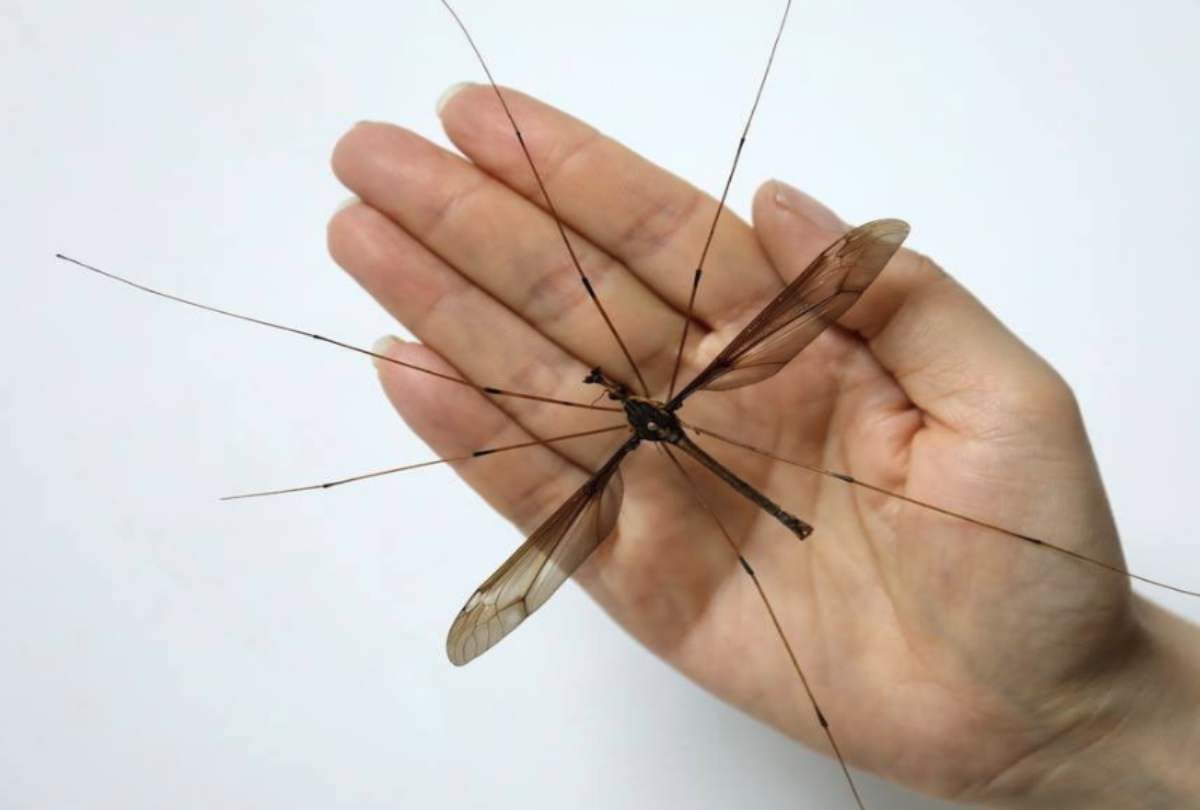 worlds tallest mosquito found in china