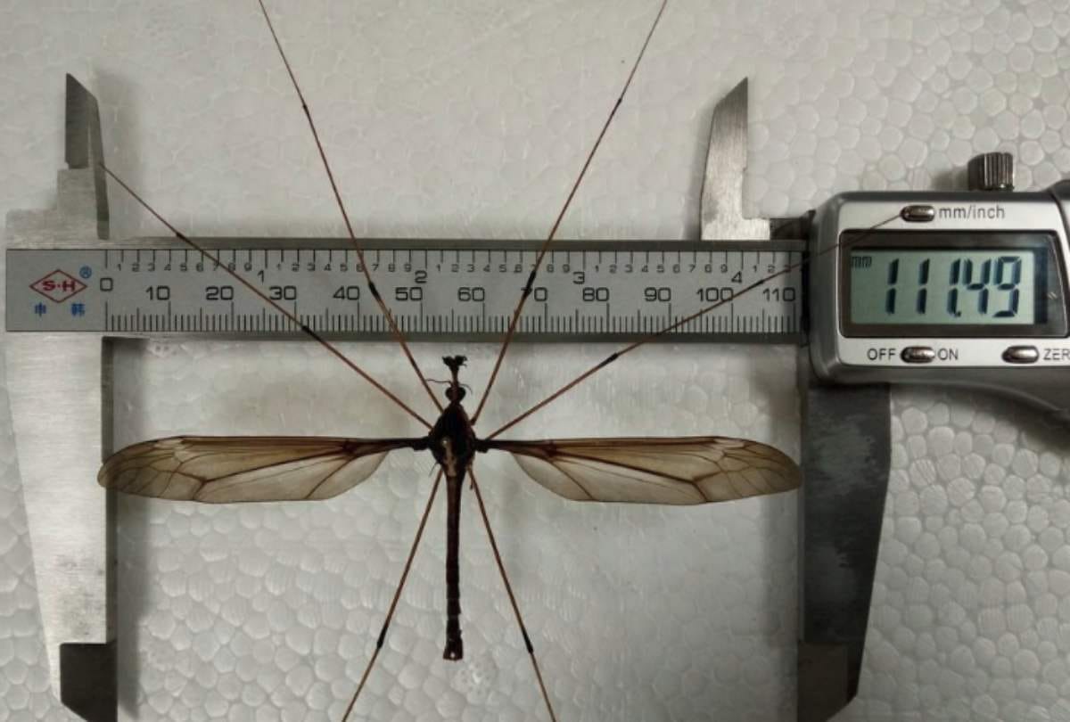 worlds tallest mosquito found in china