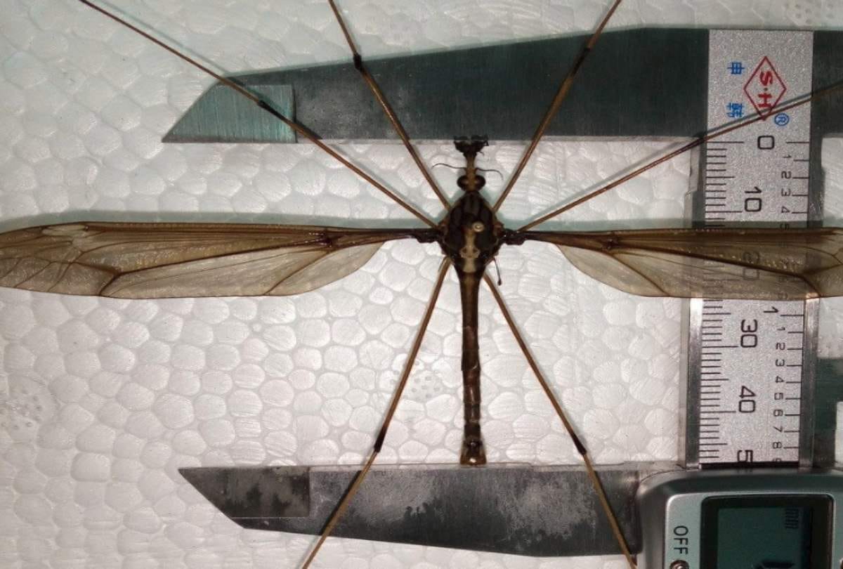worlds tallest mosquito found in china