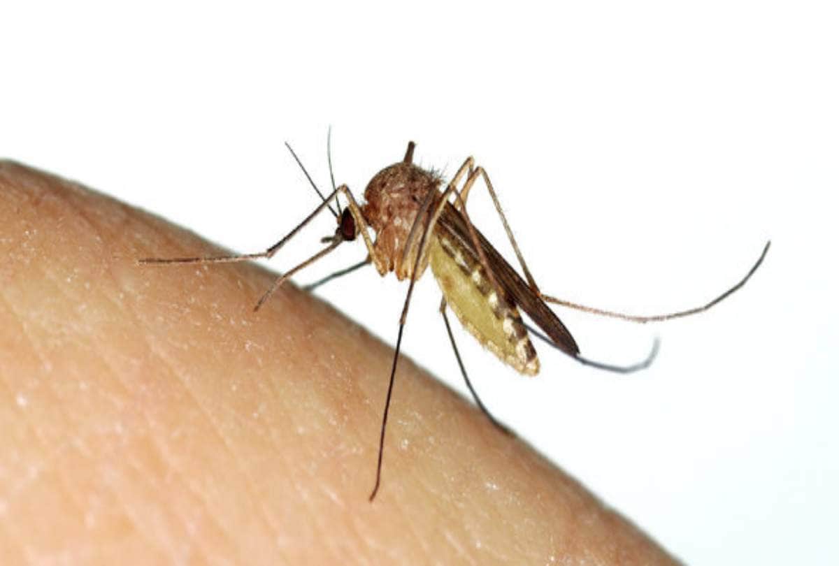 these precautions will help to avoid dengue and malaria