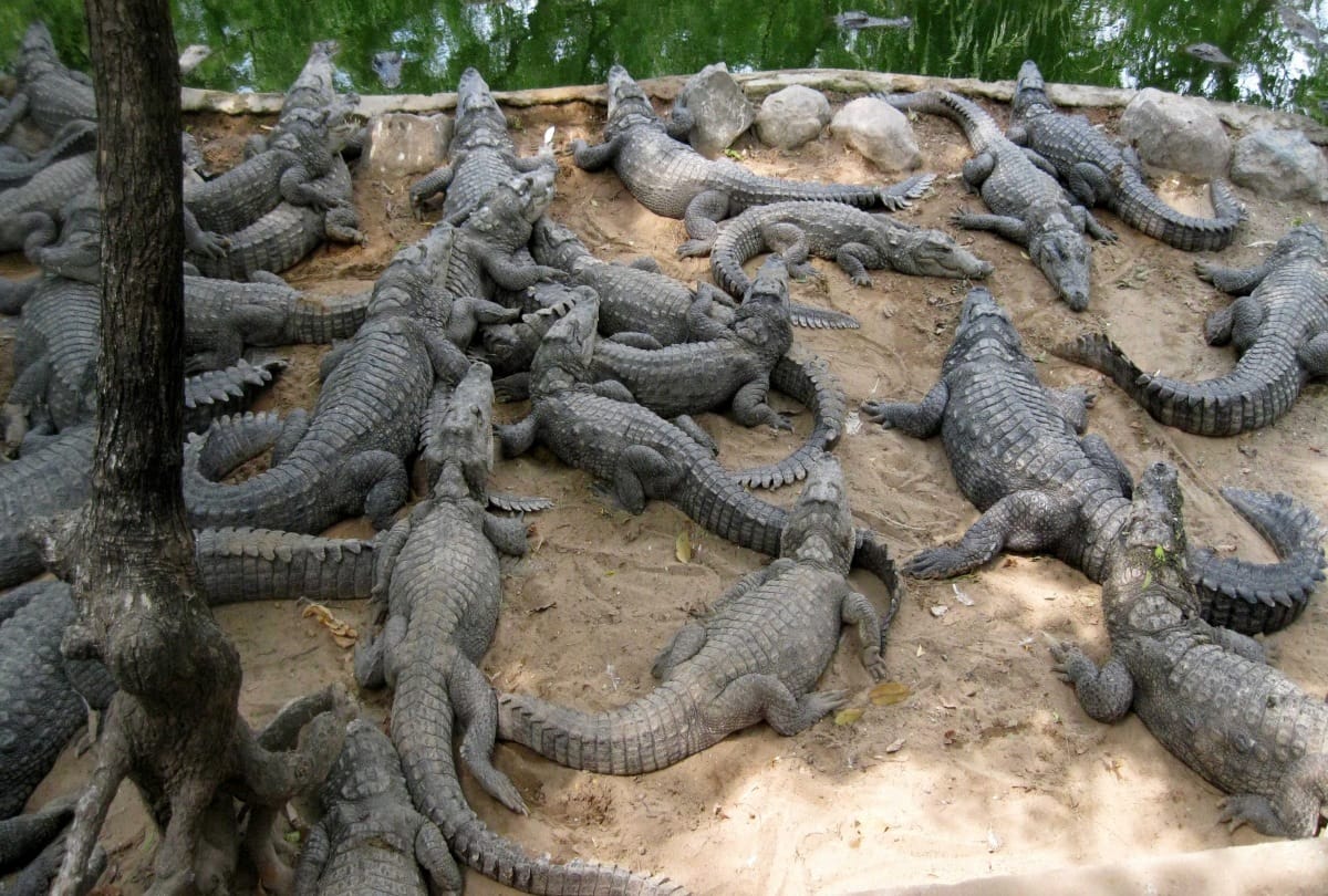 Know these secrets related to the crocodile
