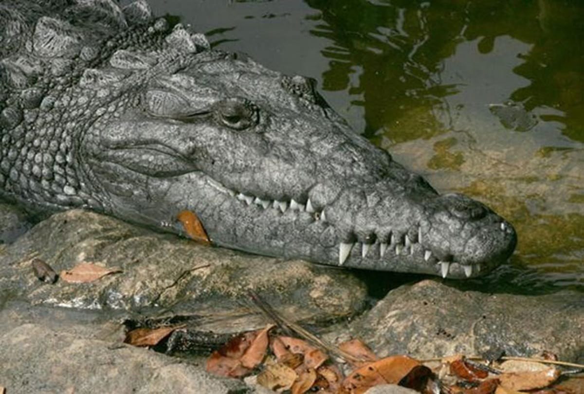 Know these secrets related to the crocodile