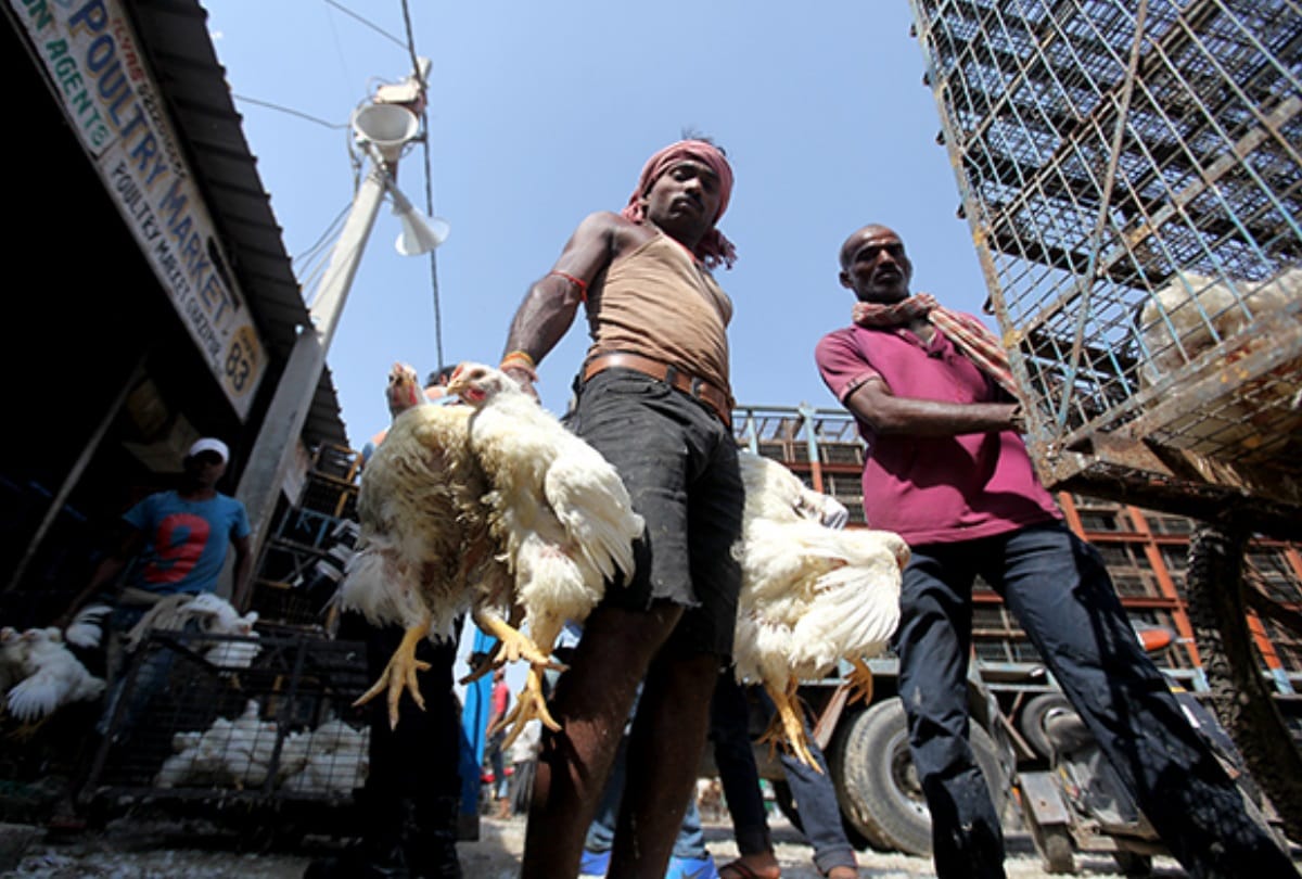 delhi high court puts ban on slaughtering birds or hens in ghazipur murga mandi