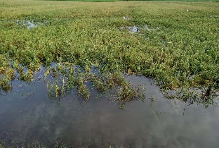 बारिश से जलमग्न धान की फसल