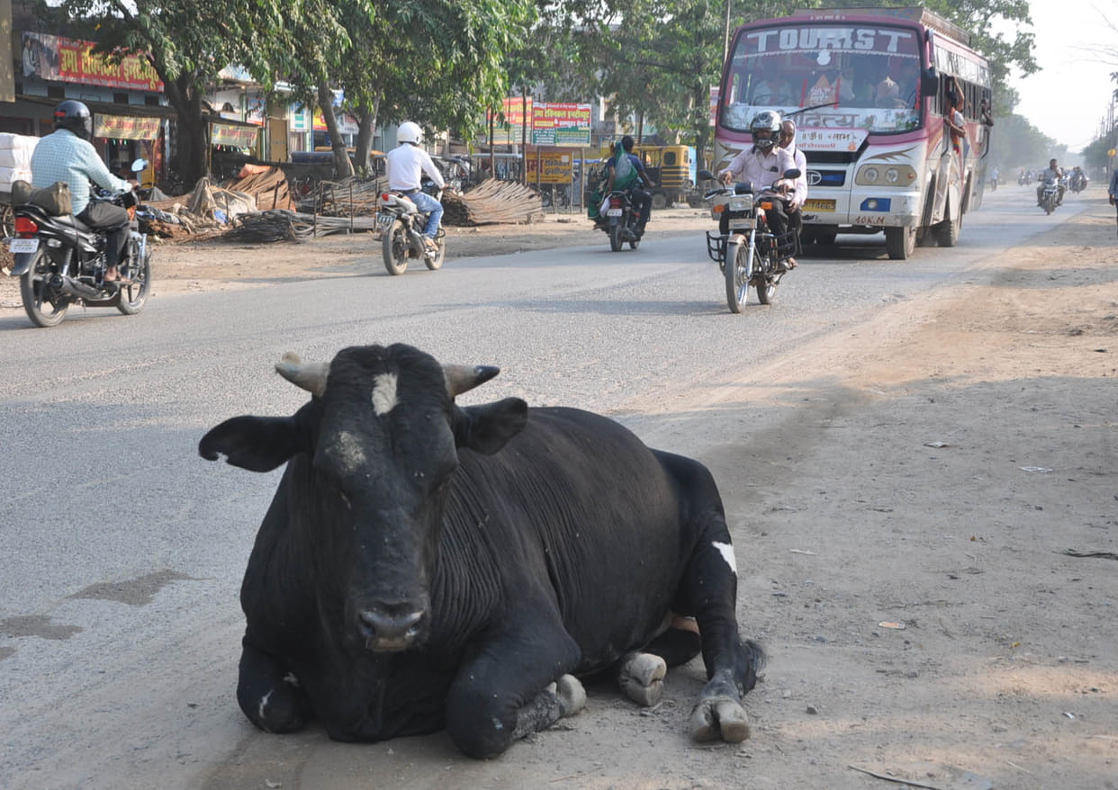 Occupying occupied animals, roads going on