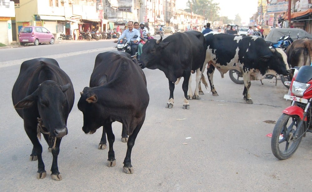 due to frrre animals problem in city
