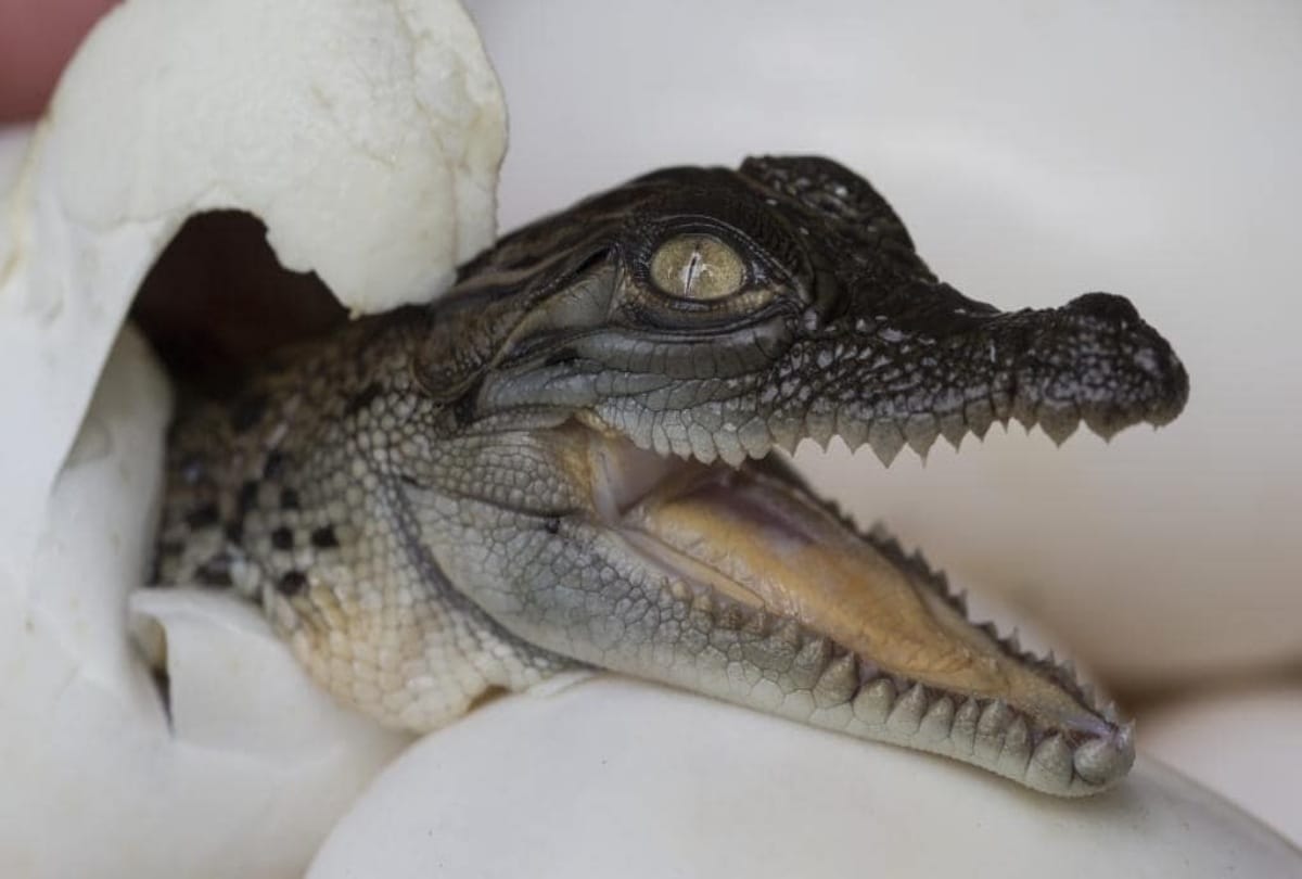 Know these secrets related to the crocodile