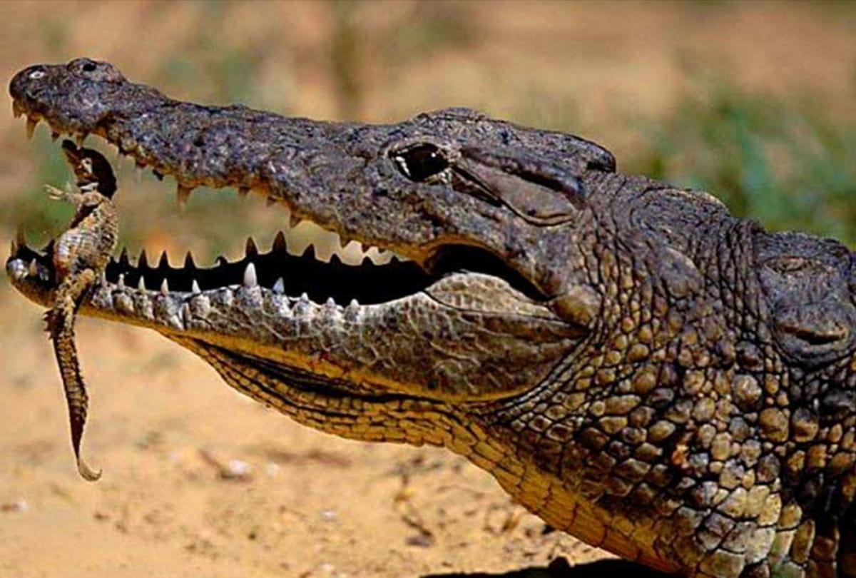 Know these secrets related to the crocodile