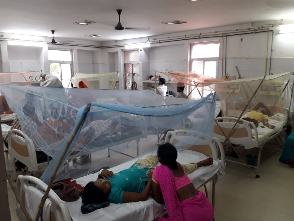 Dengue mosquito can grow even clean water