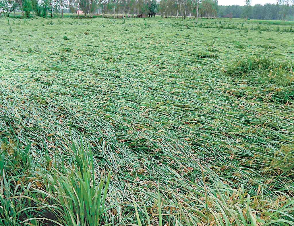 Millions of tonnes of paddy soaked in rain in the mandis of Haryana