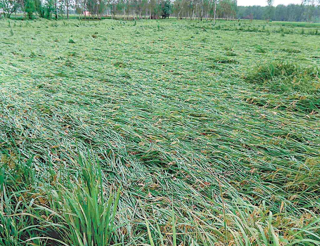Lok Sabha Elections 2019: BJP manifesto promises development of Agriculture and farmers