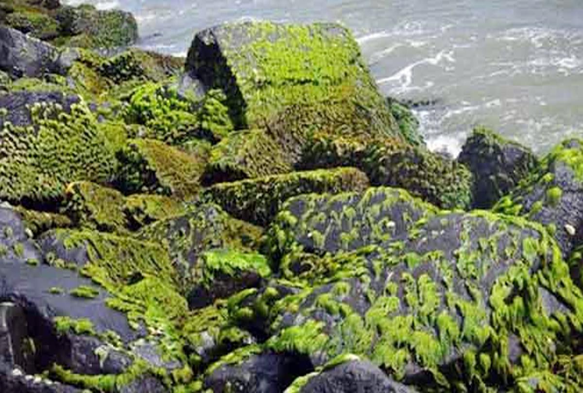 Fuel to be made from mud of ponds and lakes