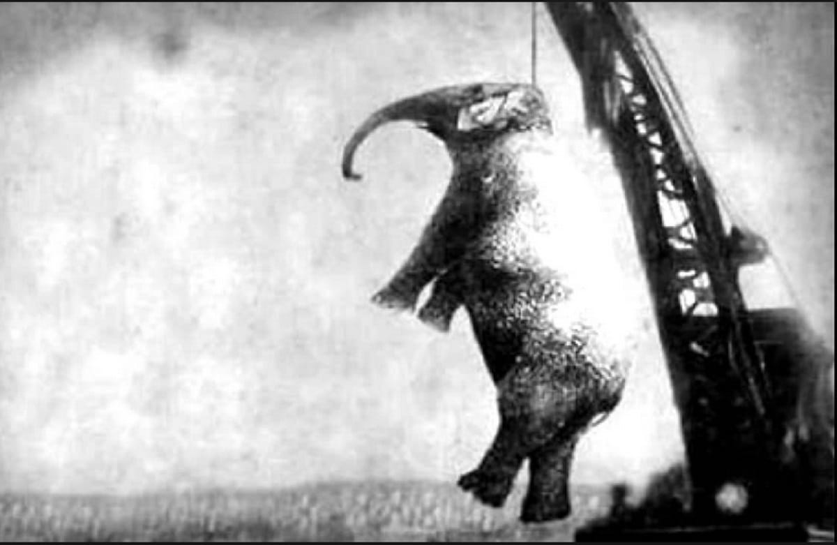Weird case runs in court: Animal trialed and executed