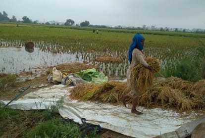 Weather Forecast, Monsoon, Heavy Rain Alert in Haryana