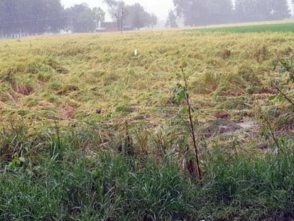 Weather Forecast, Monsoon, Heavy Rain Alert in Haryana