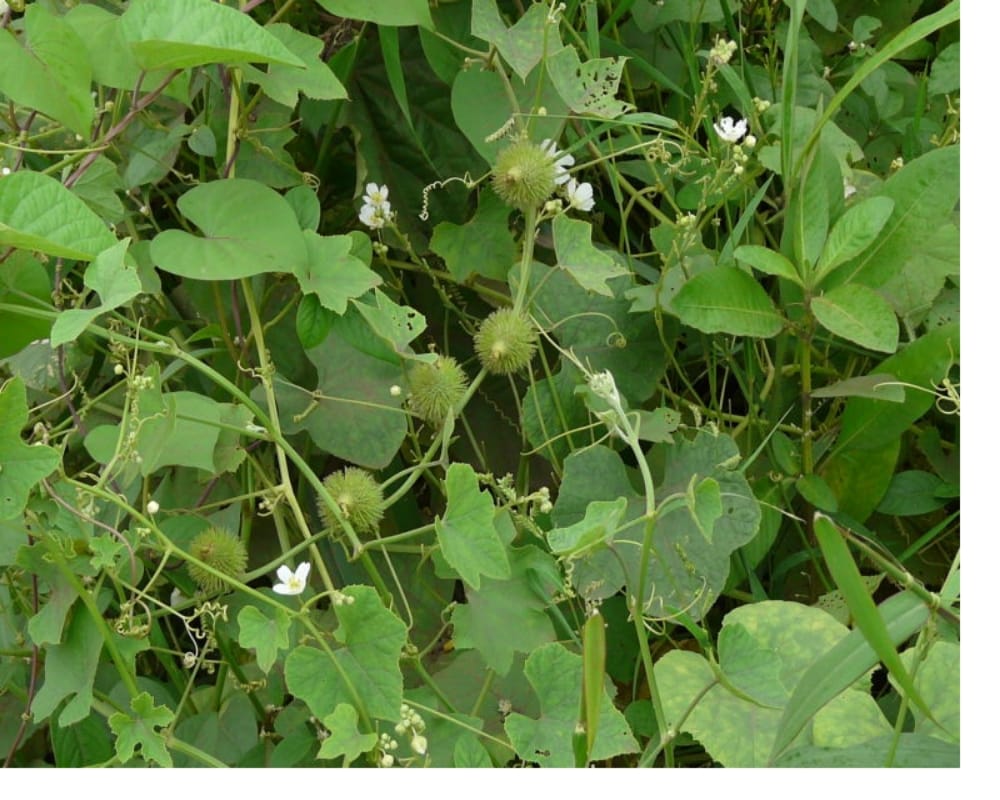 World Pharmacist Day you can cure snake poison with the help of this magical plant