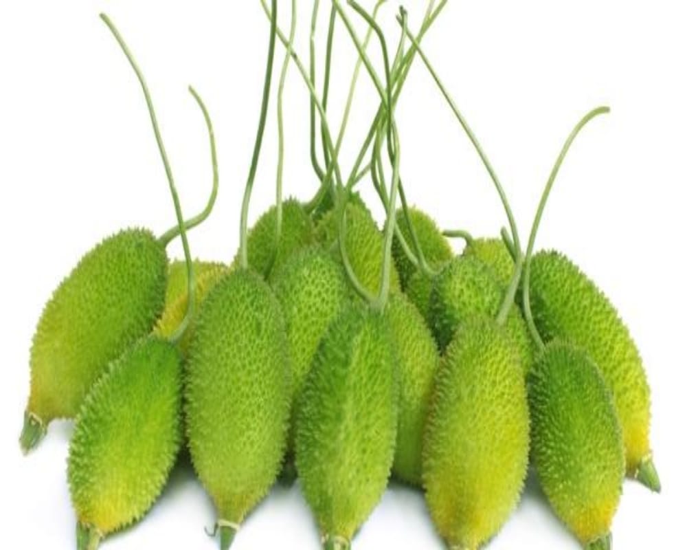 World Pharmacist Day you can cure snake poison with the help of this magical plant