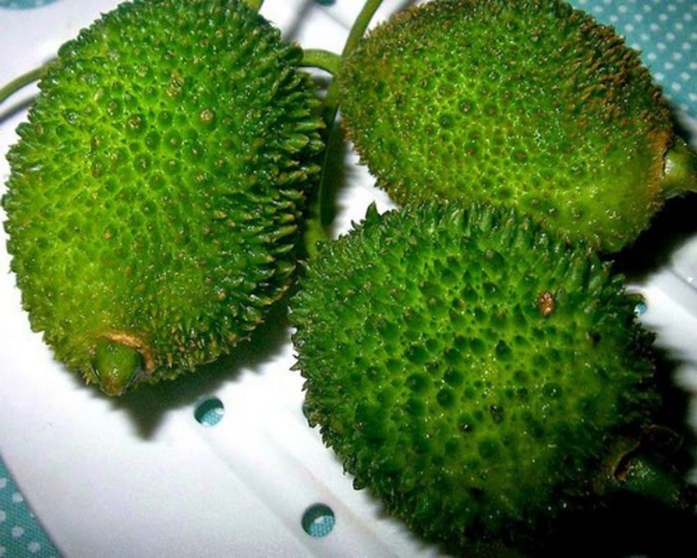 World Pharmacist Day you can cure snake poison with the help of this magical plant