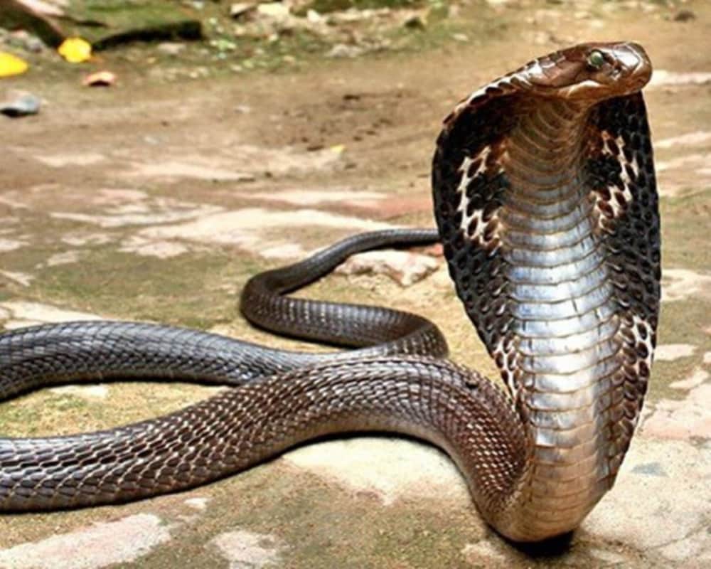 Father died of heart attack after son death due to snake bite in Punjab