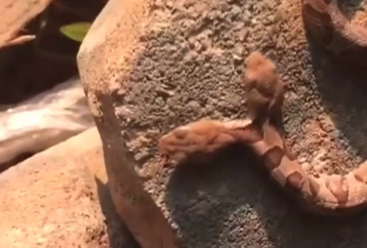 Two headed snake found in Virginia