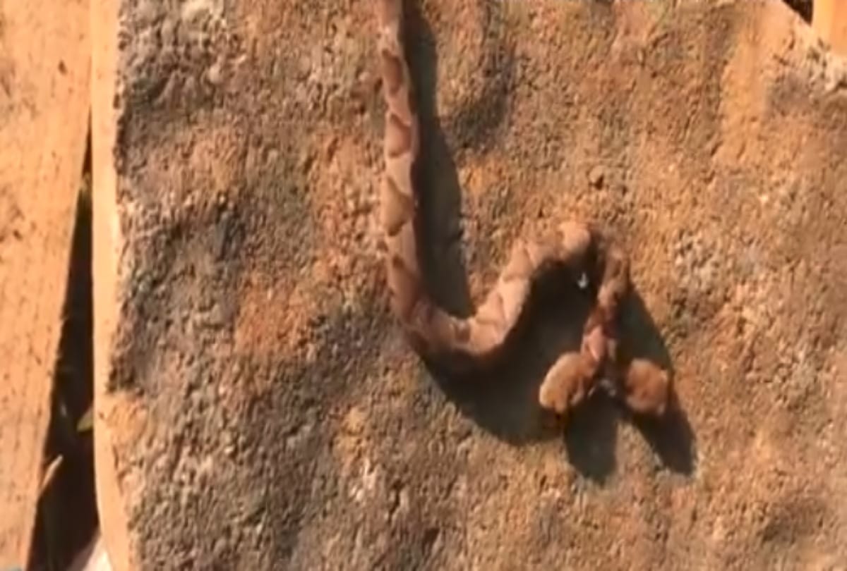 Two headed snake found in Virginia
