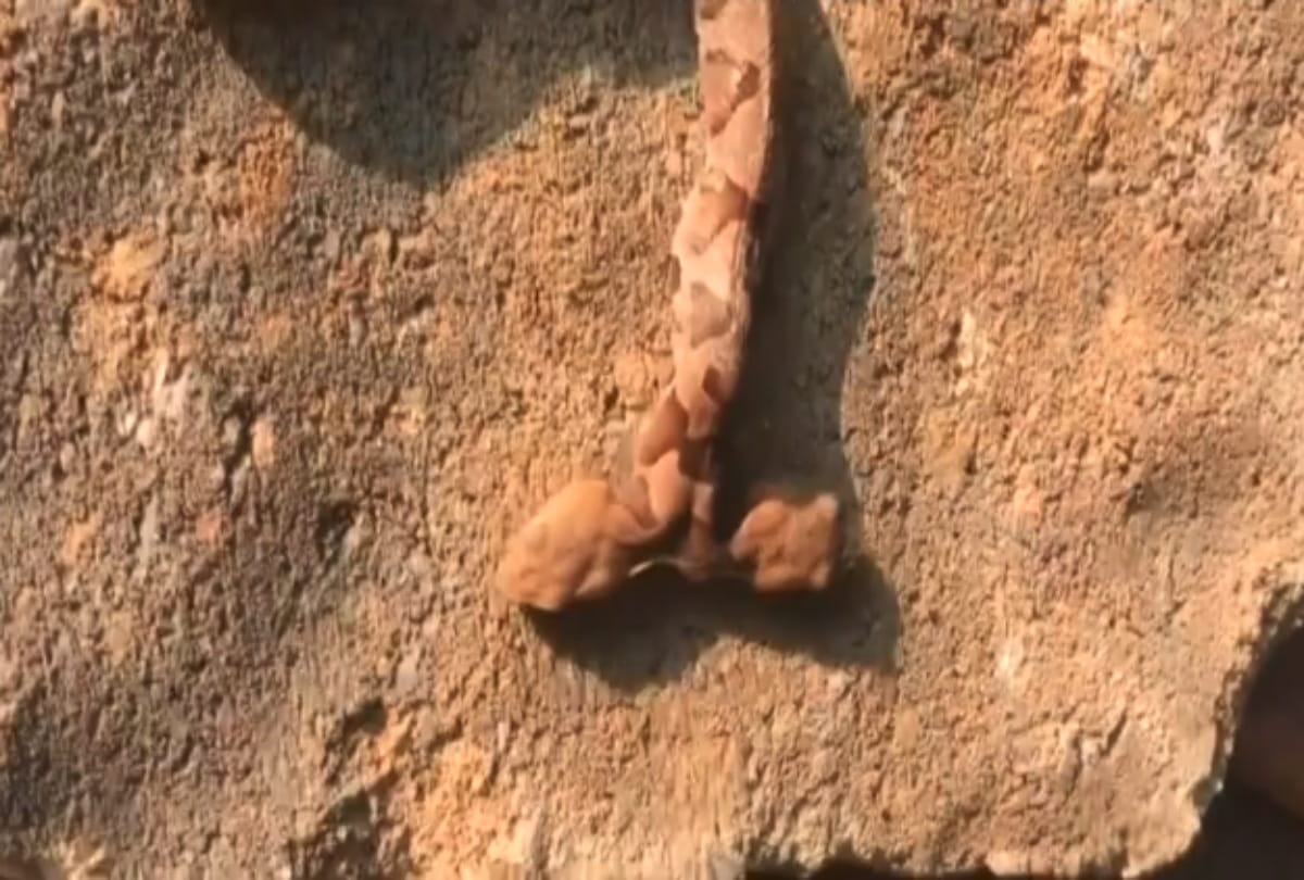 Two headed snake found in Virginia