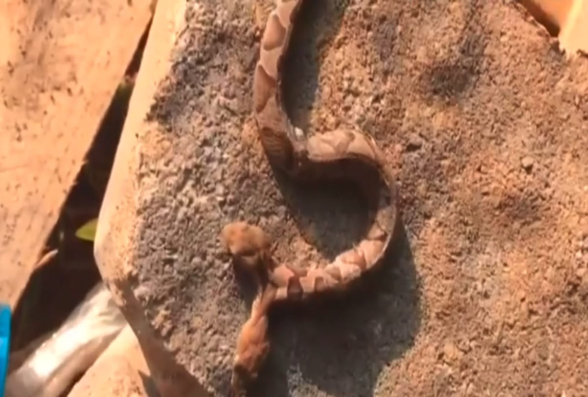 Two headed snake found in Virginia
