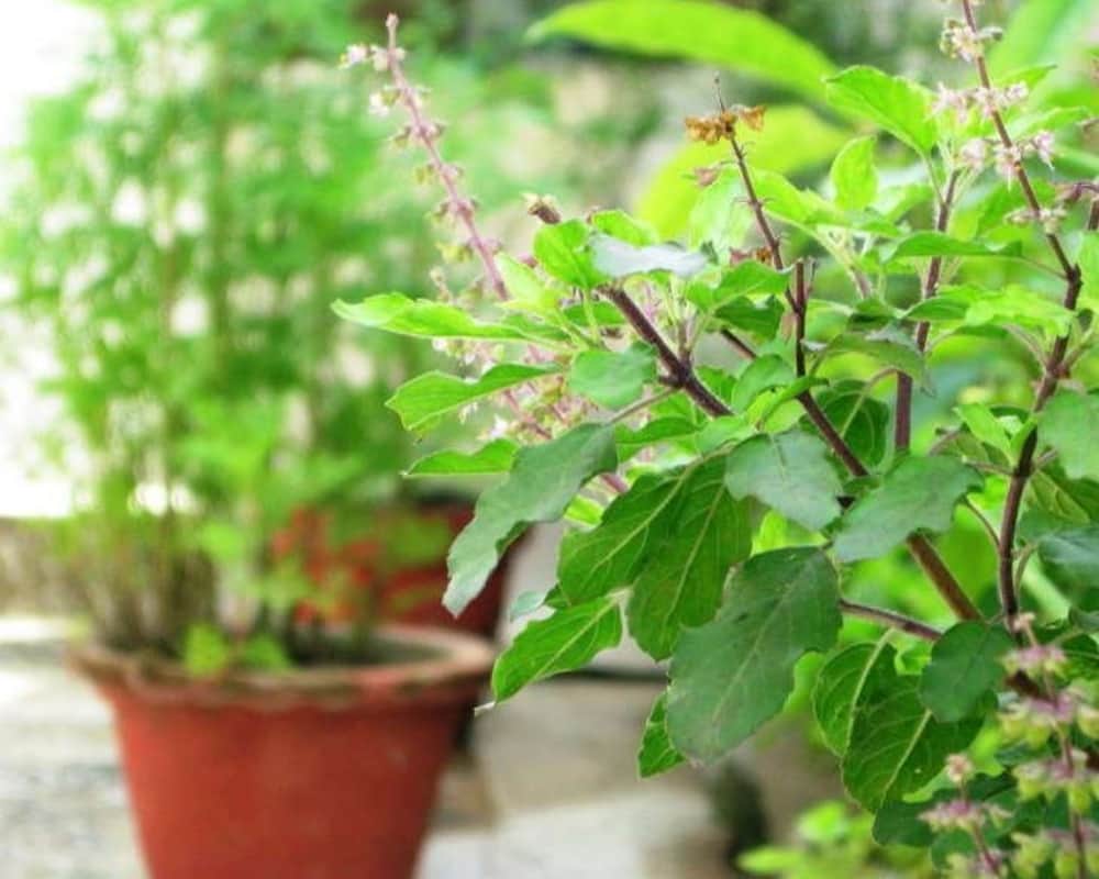 Things to be careful about if you have planted Tulsi at home
