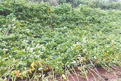 Rain caused heavy damage to crops estmaied at 350 crore rupees in Himachal Pradesh
