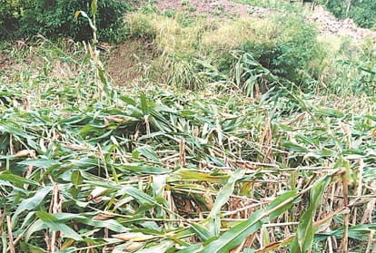 Rain caused heavy damage to crops estmaied at 350 crore rupees in Himachal Pradesh