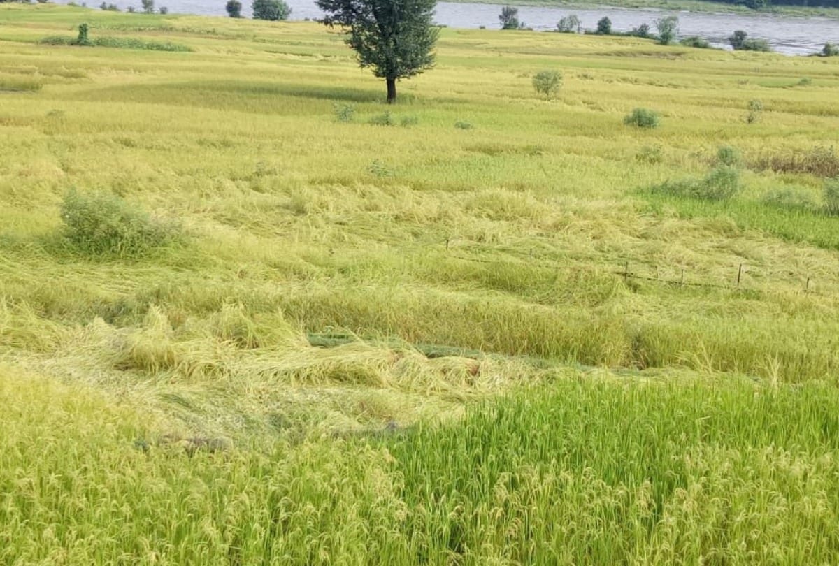crops damage from rain and hailstorm in uttar pradesh many district
