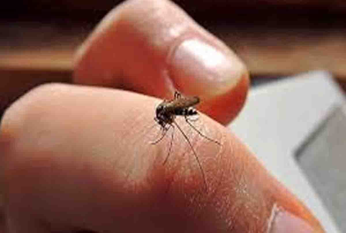 these precautions will help to avoid dengue