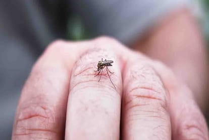these precautions will help to avoid dengue