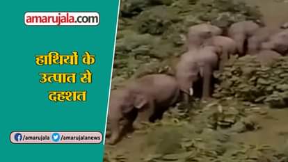 ELEPHANT DESTROYS  CROP AND FARMER HOUSES IN MAHASAMUND OF CHHATISGARH