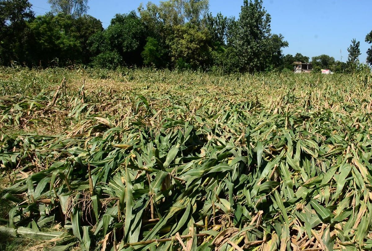Rain caused heavy damage to crops estmaied at 350 crore rupees in Himachal Pradesh