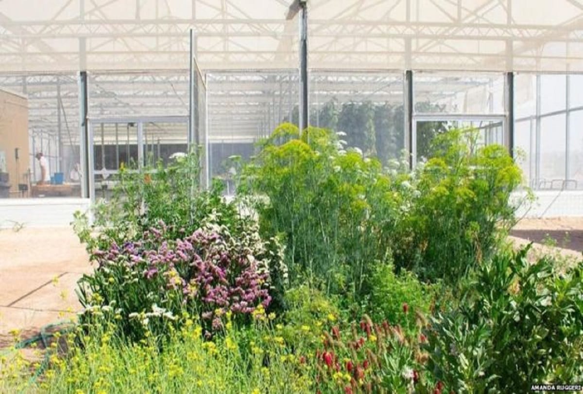 Farming in desert with the help of seawater