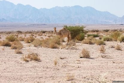 Farming in desert with the help of seawater