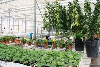 Farming in desert with the help of seawater
