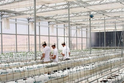 Farming in desert with the help of seawater