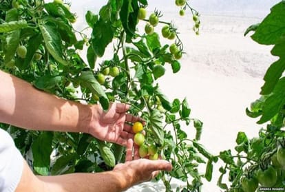 Farming in desert with the help of seawater