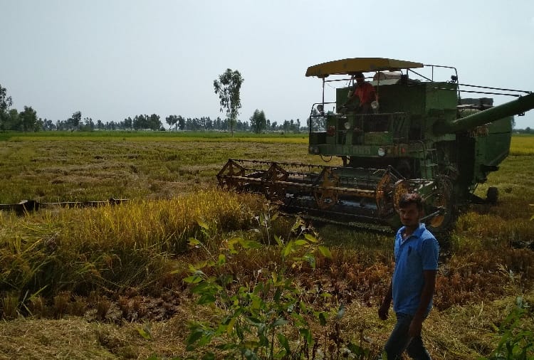 Paddy harvesting 1.16 lakh hectares waste due to rain in Punjab