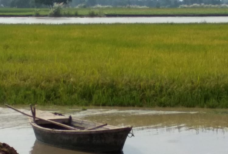 water level of Satluj river Increased in Firozpur, Paddy harvesting waste in 500 acres