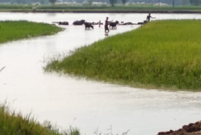 water level of Satluj river Increased in Firozpur, Paddy harvesting waste in 500 acres
