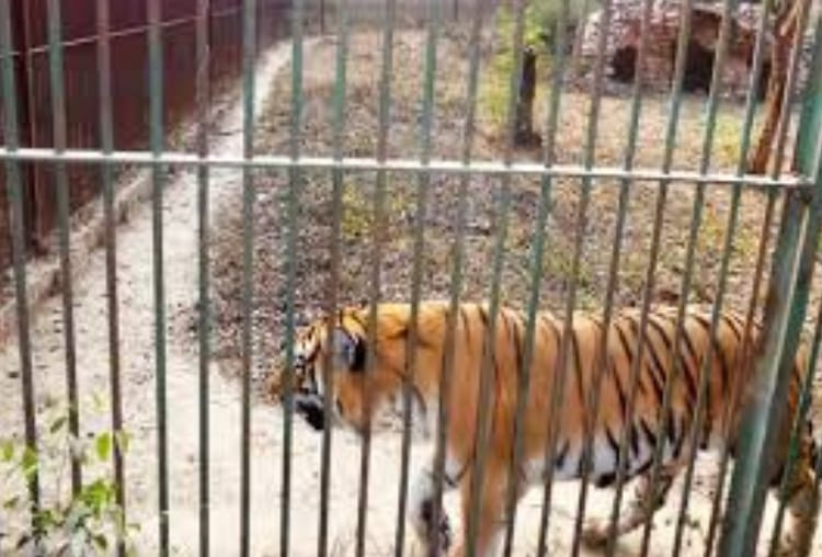 free tour of zoo for children in lucknow