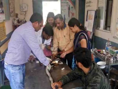 poisonous cobra was operated for one hour,doctors of ujjain gave new life to it