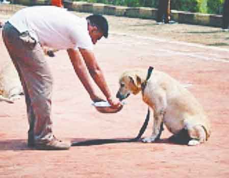 23 खोजी कुते प्रतियोगिता में दिखाएंगे हुनर