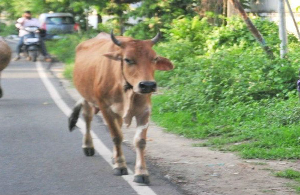 Elderly man death in stray cow attack