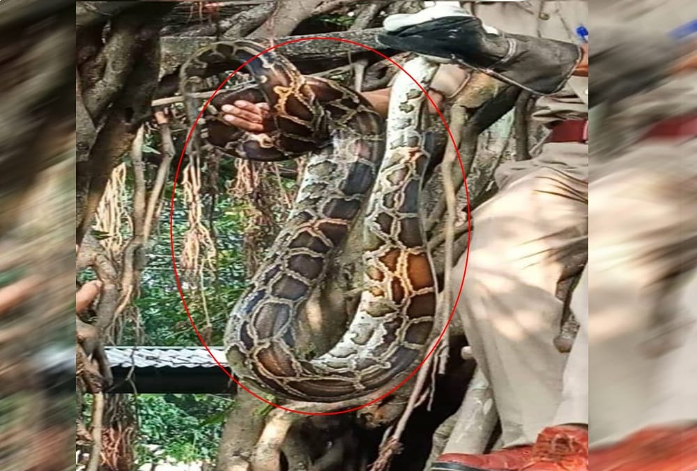 Giant python Swallow a monkey rescue from tree in dehradun
