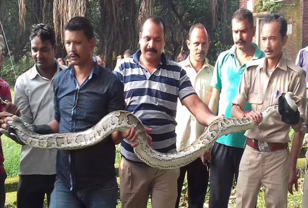 Giant python Swallow a monkey rescue from tree in dehradun